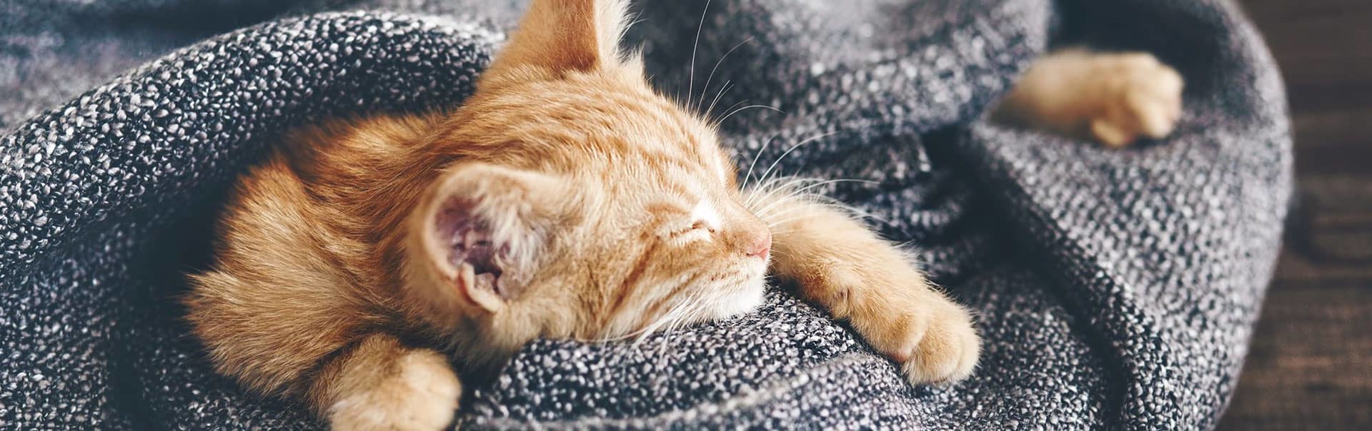 Kitten sleeping in a blanket
