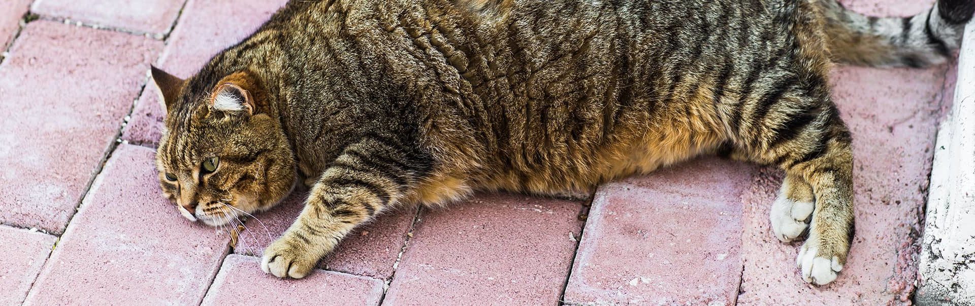Overweight cat lying on a brick floor